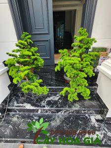 Tùng La Hán Bonsai