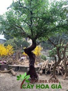 Cây Xanh Cổ Thụ Giả - MS 023