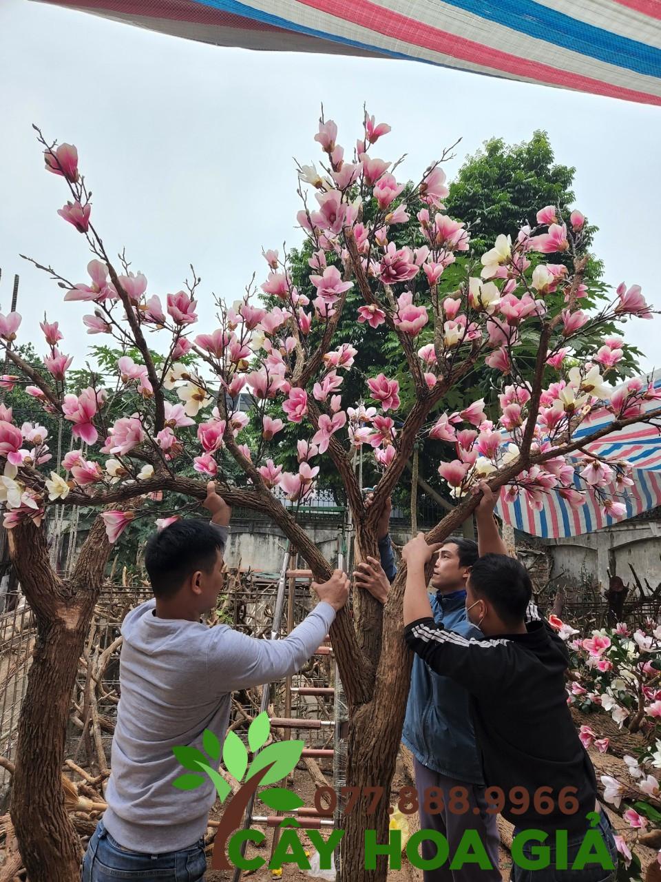 Cây Mộc Lan Cổ Thụ - Ms 23